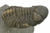 Colorful Austerops Trilobite - Ofaten, Morocco #310262-3